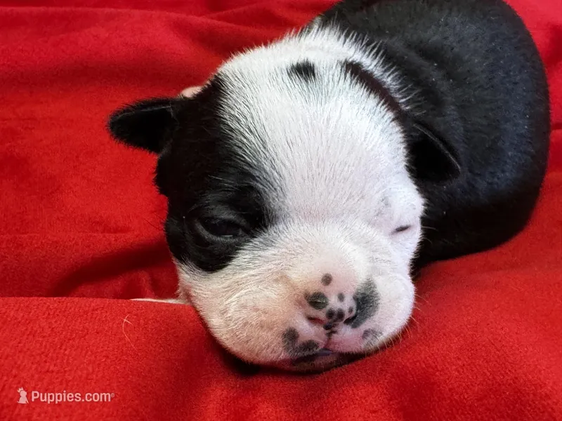 Nigel – Boston Terrier puppy for sale in Azle, TX