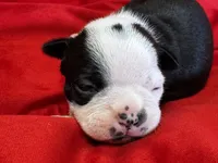 Nigel, a male Boston Terrier for sale in Azle, TX – Photo 1 of 4