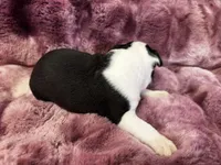 Nigel, a male Boston Terrier for sale in Azle, TX – Photo 4 of 4
