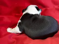 Nigel, a male Boston Terrier for sale in Azle, TX – Photo 3 of 4