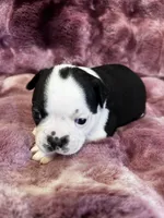 Nigel, a male Boston Terrier for sale in Azle, TX – Photo 2 of 4