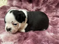 Nigel, a male Boston Terrier for sale in Azle, TX – Photo 3 of 4