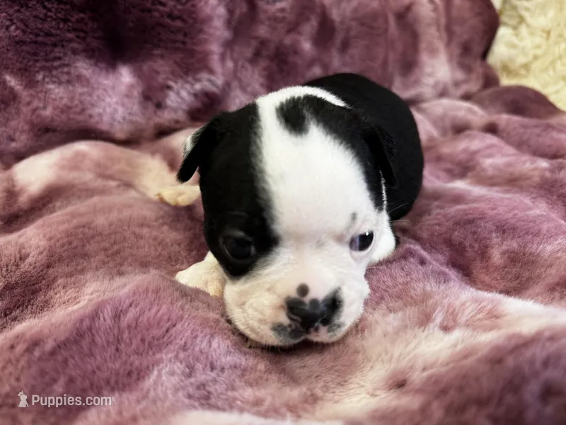 Nigel – Boston Terrier puppy for sale in Azle, TX
