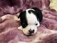 Nigel, a male Boston Terrier for sale in Azle, TX – Photo 1 of 4