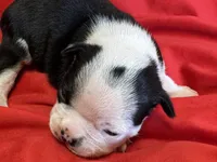 Nigel, a male Boston Terrier for sale in Azle, TX – Photo 2 of 4