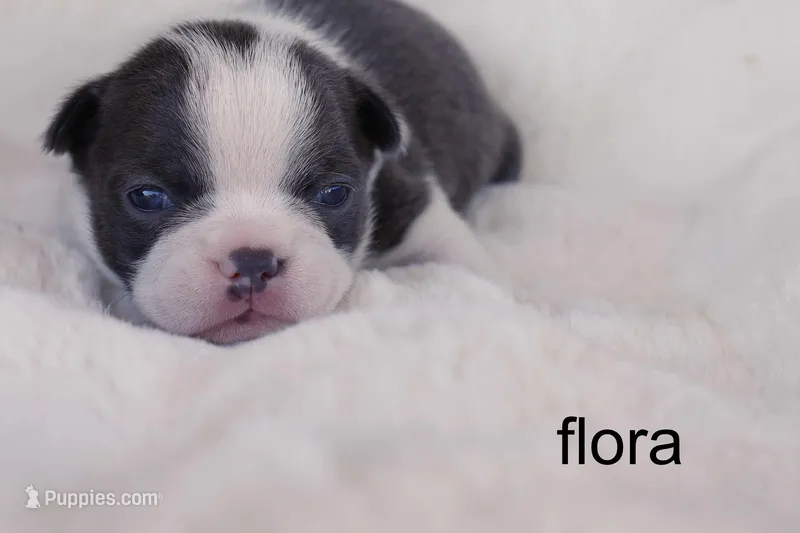 Flora – Blue & White Beauty – Boston Terrier puppy for sale in Azle, TX