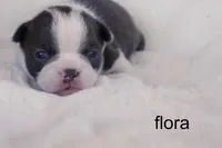 Flora – Blue & White Beauty, a female Boston Terrier for sale in Azle, TX – 1 of 3
