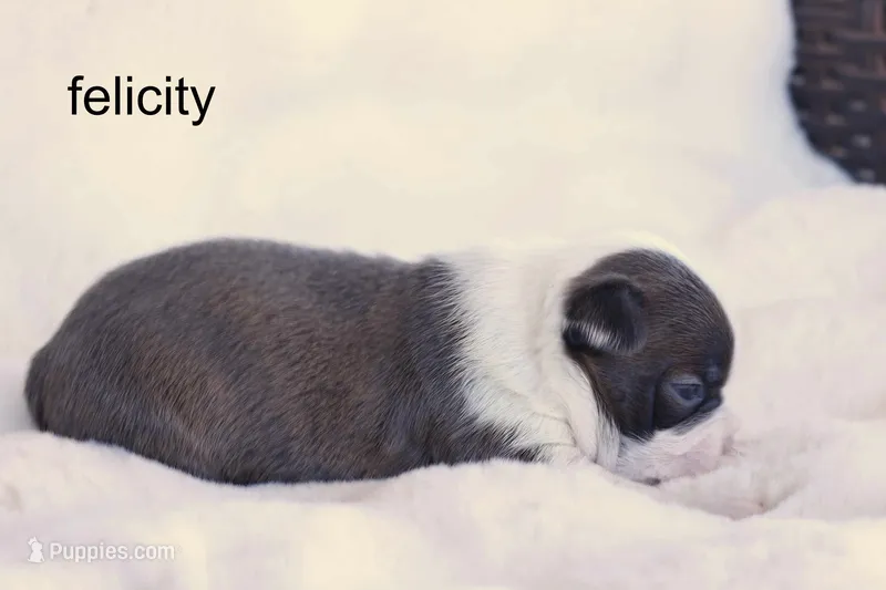 Felicity – Blue Brindle Beauty – Boston Terrier puppy for sale in Azle, TX