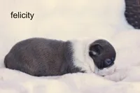 Felicity – Blue Brindle Beauty, a female Boston Terrier for sale in Azle, TX – 1 of 4