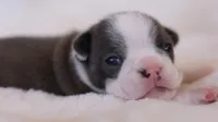 Bridget - AKC, DNA Tested, a female Boston Terrier for sale in Azle, TX – 2 of 5