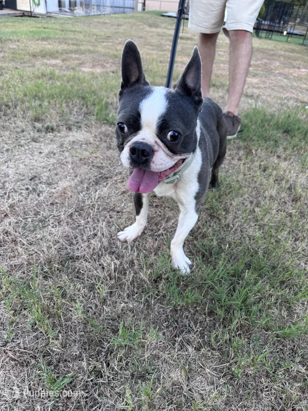 Melville | 2-Year-Old Blue & White Boston Terrier – Boston Terrier puppy for sale in Azle, TX