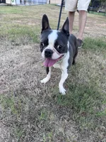 Melville | 2-Year-Old Blue & White Boston Terrier, a male Boston Terrier for sale in Azle, TX – 1 of 9