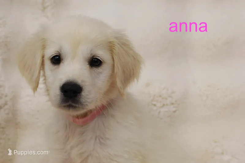 Anna | English Cream Golden Retriever from Genetically Tested Parents – English Cream Golden Retriever puppy for sale in Azle, TX