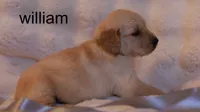 William – Health-Tested Parents & Farm-Raised, a male Golden Retriever for sale in Azle, TX – 2 of 4