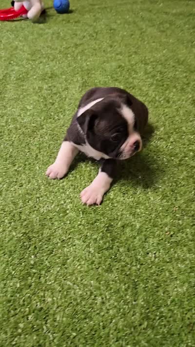Onyx, a male Boston Terrier for sale in Azle, TX – 5 of 5
