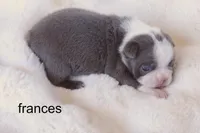 Frances – Champagne & White Sweetheart, a female Boston Terrier for sale in Azle, TX – 4 of 4