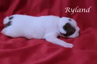 Ryland, a male Boston Terrier for sale in Azle, TX – 2 of 4