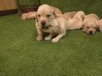 SM Girl 2, a female Golden Retriever for sale in Azle, TX – 3 of 5