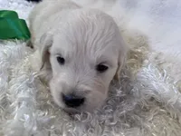 Priscilla , a female English Cream Golden Retriever for sale in Azle, TX – 5 of 10
