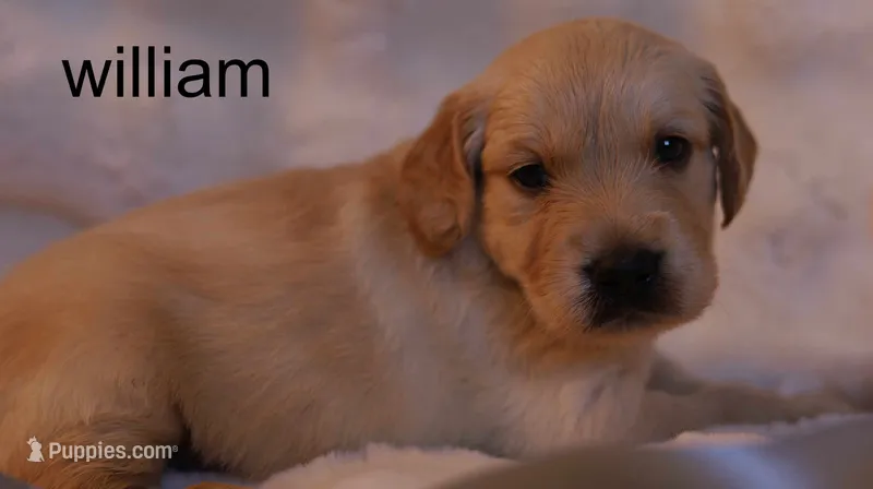 William – Health-Tested Parents & Farm-Raised – Golden Retriever puppy for sale in Azle, TX