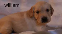 William – Health-Tested Parents & Farm-Raised, a male Golden Retriever for sale in Azle, TX – 1 of 4
