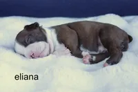 Eliana – Red & White Beauty, a female Boston Terrier for sale in Azle, TX – 2 of 4