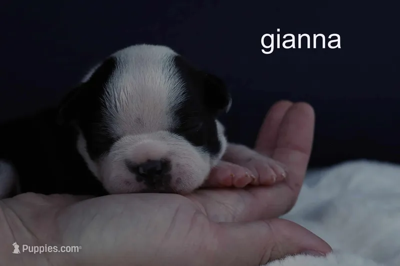 Gianna — Female, black and white – Boston Terrier puppy for sale in Azle, TX
