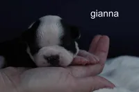 Gianna — Female, black and white, a female Boston Terrier for sale in Azle, TX – 1 of 2