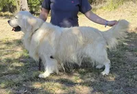 Wyatt – AKC, Health-Tested Parents & Farm-Raised, a male Golden Retriever for sale in Azle, TX – 3 of 4
