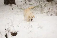 MacQueen x Shania, a  English Cream Golden Retriever for sale in Azle, TX – 4 of 8