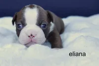 Eliana – Red & White Beauty, a female Boston Terrier for sale in Azle, TX – 1 of 4