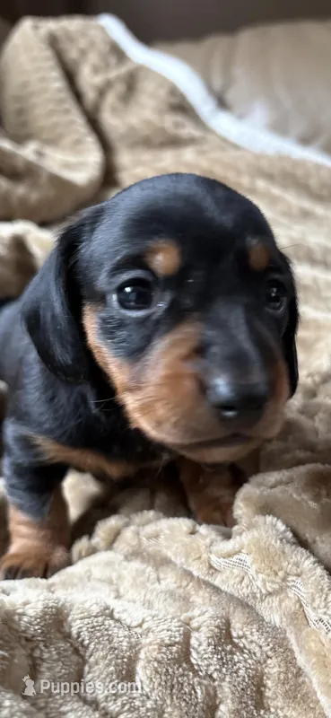 Jackson – Miniature Dachshund puppy for sale in Fort Ann, NY
