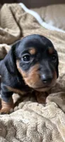 Jackson, a male Miniature Dachshund for sale in Fort Ann, NY – 1 of 5