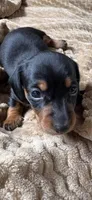 Jackson, a male Miniature Dachshund for sale in Fort Ann, NY – 4 of 5