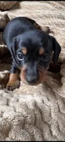 Jackson, a male Miniature Dachshund for sale in Fort Ann, NY – 2 of 5