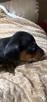 Jackson, a male Miniature Dachshund for sale in Fort Ann, NY – 3 of 5