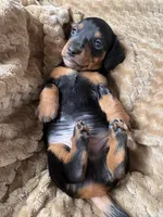 Jackson, a male Miniature Dachshund for sale in Fort Ann, NY – 5 of 5