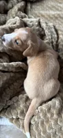 Jefferson, a male Miniature Dachshund for sale in Fort Ann, NY – 3 of 6