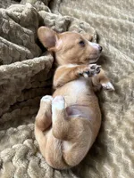 Jefferson, a male Miniature Dachshund for sale in Fort Ann, NY – 5 of 6