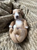 Jefferson, a male Miniature Dachshund for sale in Fort Ann, NY – 6 of 6