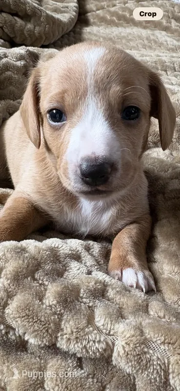 Jefferson – Miniature Dachshund puppy for sale in Fort Ann, NY