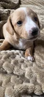 Jefferson, a male Miniature Dachshund for sale in Fort Ann, NY – 2 of 6