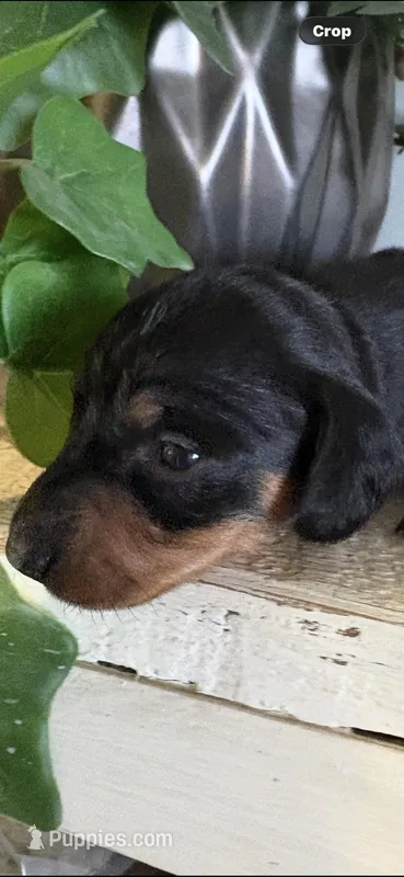 Lucas – Miniature Dachshund puppy for sale in Fort Ann, NY