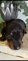 Lucas, a male Miniature Dachshund for sale in Fort Ann, NY – Photo 3 of 5