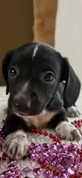 Lizbeth, a female Miniature Dachshund for sale in Fort Ann, NY – 2 of 5