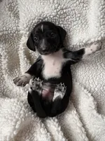 Lizbeth, a female Miniature Dachshund for sale in Fort Ann, NY – 3 of 5