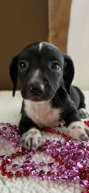 Lizbeth – Miniature Dachshund puppy for sale in Fort Ann, NY