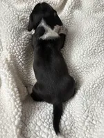 Lizbeth, a female Miniature Dachshund for sale in Fort Ann, NY – 4 of 5