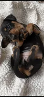 Hettie, a female Miniature Dachshund for sale in Fort Ann, NY – 6 of 7
