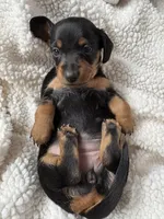 Hettie, a female Miniature Dachshund for sale in Fort Ann, NY – 3 of 7